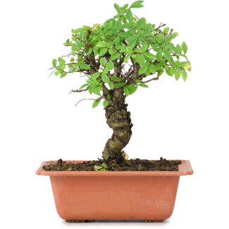 Ulmus parvifolia Nire, 18,5 cm, ± 8 Jahre alt