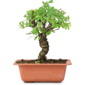 Ulmus parvifolia Nire, 18,5 cm, ± 8 years old