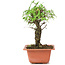 Ulmus parvifolia Nire, 18,5 cm, ± 8 years old