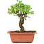 Ulmus parvifolia Nire, 18,5 cm, ± 8 Jahre alt