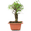 Ulmus parvifolia Nire, 18,5 cm, ± 8 Jahre alt