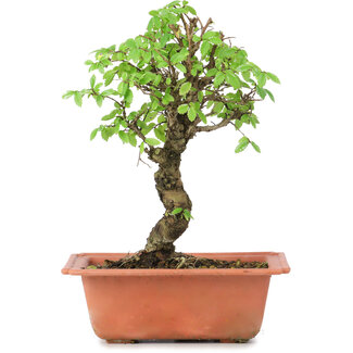 Ulmus parvifolia Nire, 20 cm, ± 8 jaar oud