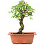 Ulmus parvifolia Nire, 20 cm, ± 8 years old