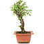 Ulmus parvifolia Nire, 20 cm, ± 8 years old