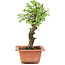 Ulmus parvifolia Nire, 20 cm, ± 8 Jahre alt