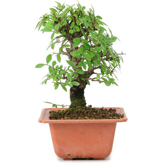 Ulmus parvifolia Nire, 16,5 cm, ± 8 jaar oud