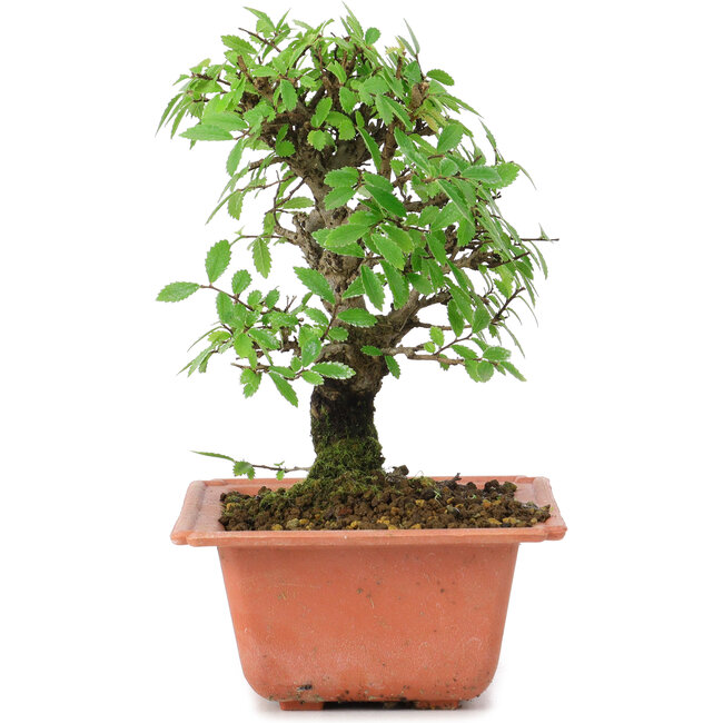 Ulmus parvifolia Nire, 16,5 cm, ± 8 años