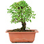 Ulmus parvifolia Nire, 16,5 cm, ± 8 Jahre alt