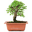 Ulmus parvifolia Nire, 16,5 cm, ± 8 Jahre alt