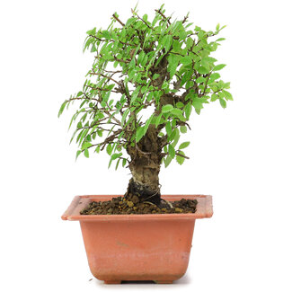 Ulmus parvifolia Nire, 17 cm, ± 8 jaar oud