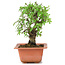 Ulmus parvifolia Nire, 17 cm, ± 8 years old