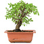 Ulmus parvifolia Nire, 17 cm, ± 8 years old