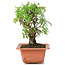 Ulmus parvifolia Nire, 17 cm, ± 8 years old