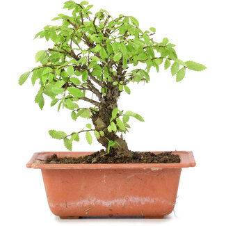 Ulmus parvifolia Nire, 16 cm, ± 8 anni