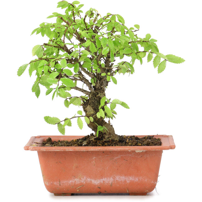 Ulmus parvifolia Nire, 16 cm, ± 8 Jahre alt