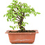 Ulmus parvifolia Nire, 16 cm, ± 8 Jahre alt