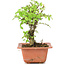 Ulmus parvifolia Nire, 16 cm, ± 8 Jahre alt