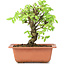 Ulmus parvifolia Nire, 16 cm, ± 8 Jahre alt