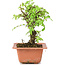 Ulmus parvifolia Nire, 16 cm, ± 8 Jahre alt