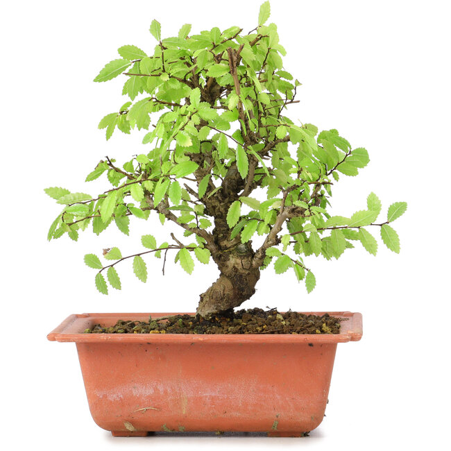 Ulmus parvifolia Nire, 18 cm, ± 8 jaar oud