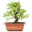 Ulmus parvifolia Nire, 18 cm, ± 8 years old