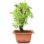 Ulmus parvifolia Nire, 18 cm, ± 8 years old