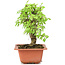 Ulmus parvifolia Nire, 18 cm, ± 8 Jahre alt