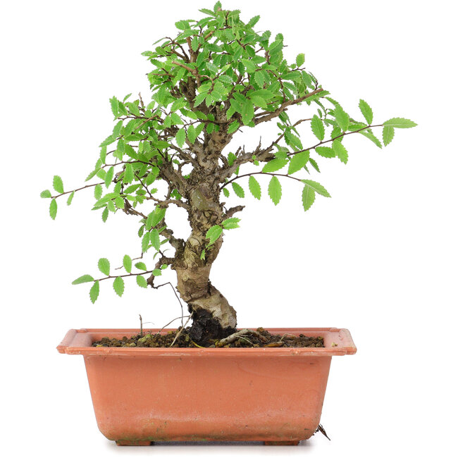 Ulmus parvifolia Nire, 19,5 cm, ± 8 Jahre alt