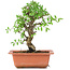 Ulmus parvifolia Nire, 19,5 cm, ± 8 years old