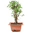 Ulmus parvifolia Nire, 19,5 cm, ± 8 Jahre alt