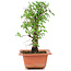 Ulmus parvifolia Nire, 19,5 cm, ± 8 Jahre alt