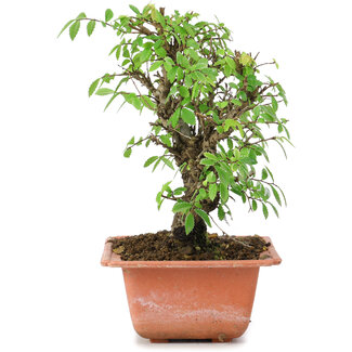 Ulmus parvifolia Nire, 16,5 cm, ± 8 Jahre alt