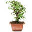 Ulmus parvifolia Nire, 16,5 cm, ± 8 years old