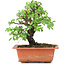 Ulmus parvifolia Nire, 16,5 cm, ± 8 Jahre alt