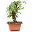 Ulmus parvifolia Nire, 16,5 cm, ± 8 Jahre alt