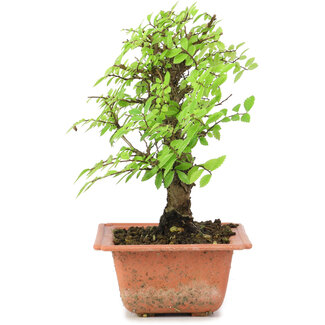 Ulmus parvifolia Nire, 18 cm, ± 8 anni