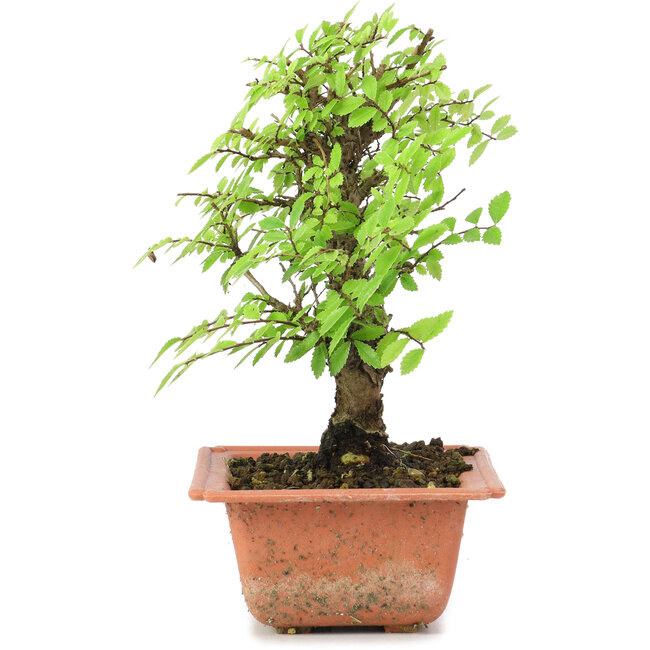 Ulmus parvifolia Nire, 18 cm, ± 8 Jahre alt