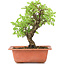 Ulmus parvifolia Nire, 18 cm, ± 8 Jahre alt