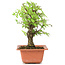 Ulmus parvifolia Nire, 18 cm, ± 8 years old