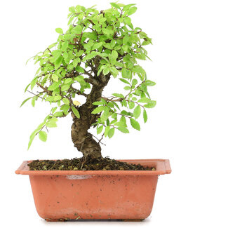 Ulmus parvifolia Nire, 17,5 cm, ± 8 Jahre alt