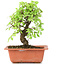 Ulmus parvifolia Nire, 17,5 cm, ± 8 Jahre alt