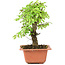 Ulmus parvifolia Nire, 17,5 cm, ± 8 Jahre alt