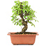 Ulmus parvifolia Nire, 17,5 cm, ± 8 Jahre alt