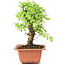 Ulmus parvifolia Nire, 17,5 cm, ± 8 Jahre alt