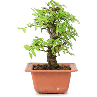 Ulmus parvifolia Nire, 16 cm, ± 8 jaar oud