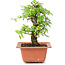 Ulmus parvifolia Nire, 16 cm, ± 8 Jahre alt