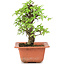 Ulmus parvifolia Nire, 16 cm, ± 8 years old