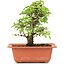 Ulmus parvifolia Nire, 16 cm, ± 8 Jahre alt