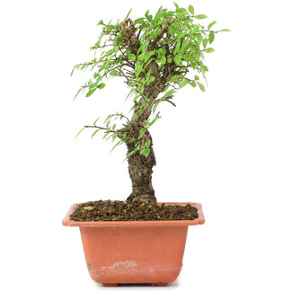 Ulmus parvifolia Nire, 19 cm, ± 8 anni