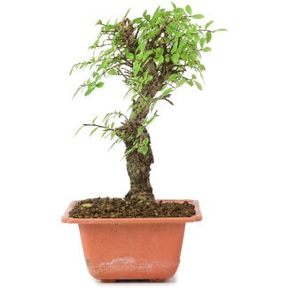 Ulmus parvifolia Nire, 19 cm, ± 8 Jahre alt